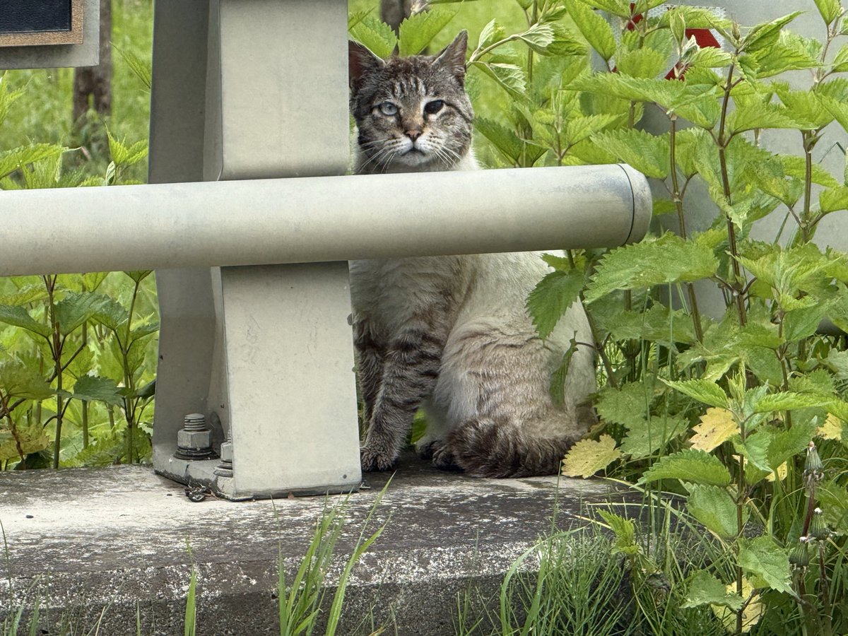 (ΦωΦ)(ΦωΦ)猫ねこちゃん♥トレー♥(ΦωΦ)(ΦωΦ)(ΦωΦ)猫♥ 次はツアーとは別に個人的に行きたかった場所の写真をアップしたい