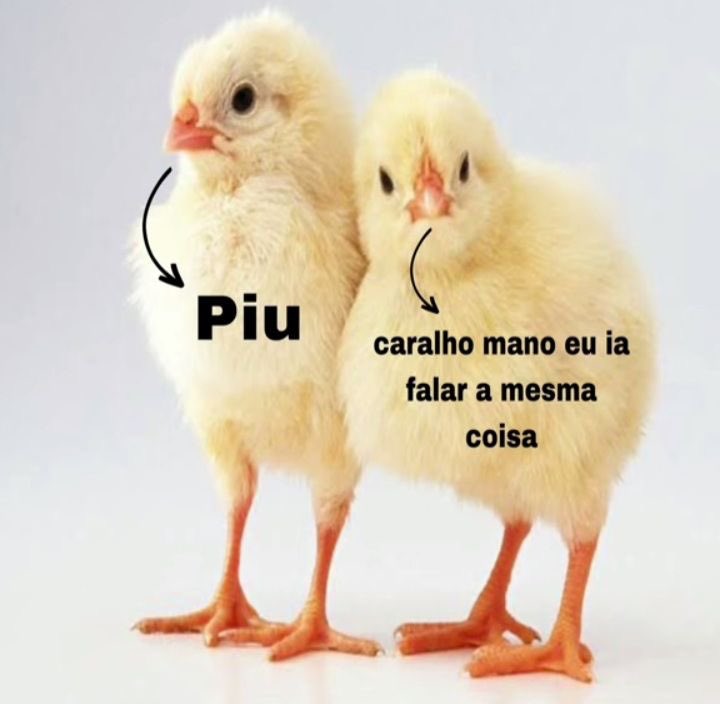 shitpostverdade's tweet photo. https://t.co/aFfZstlz0i