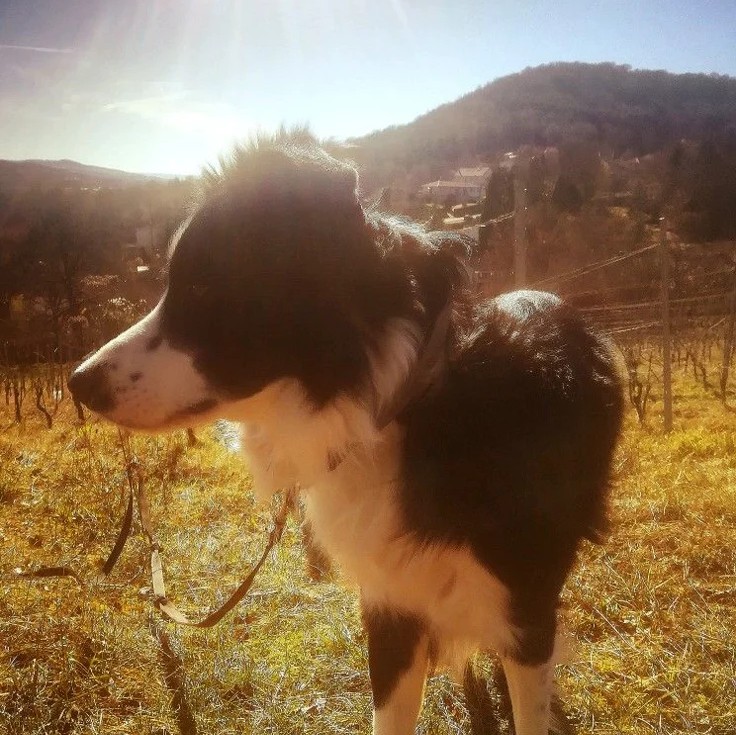 Dizzycolliesfw's tweet photo. Farm cat tiny 
X
Border collie cg https://t.co/bpdn66mbU0