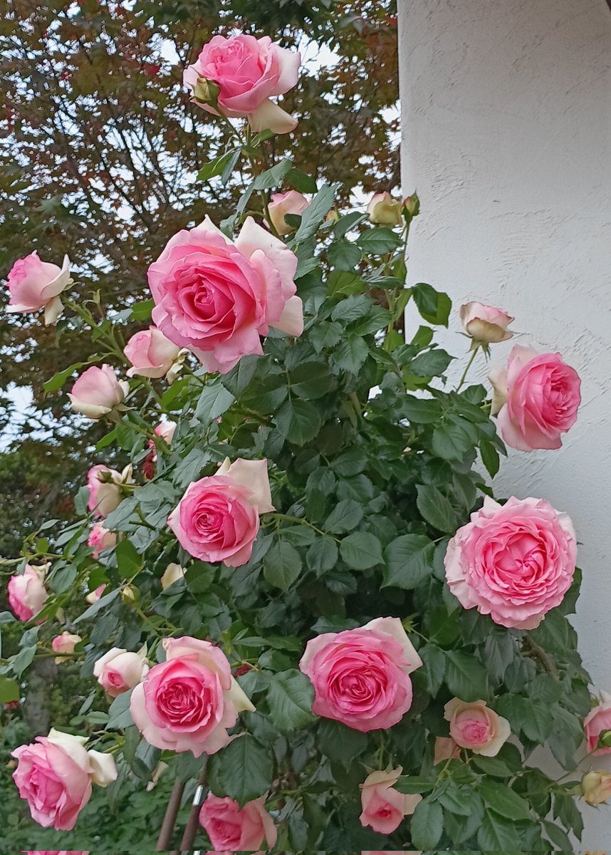 1975keiji1020's tweet photo. ☀宮城に来てけさーい！

本日は

薔薇　０円
布　　300～55,000円
着物　500～77,000円

ぜひ遊びに～♪
宮城県仙台市宮城野区五輪1/11/12 https://t.co/32xYveENuc