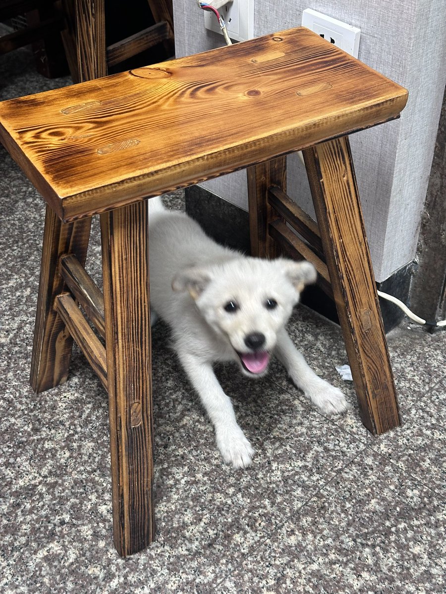 qqjiangzai's tweet photo. 可爱小狗🐕 https://t.co/NLu67zBtdX