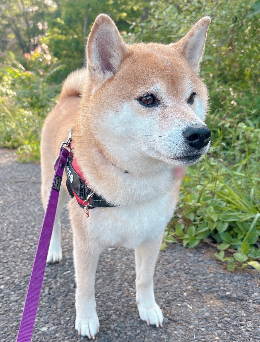 柴犬むぎ tweet media