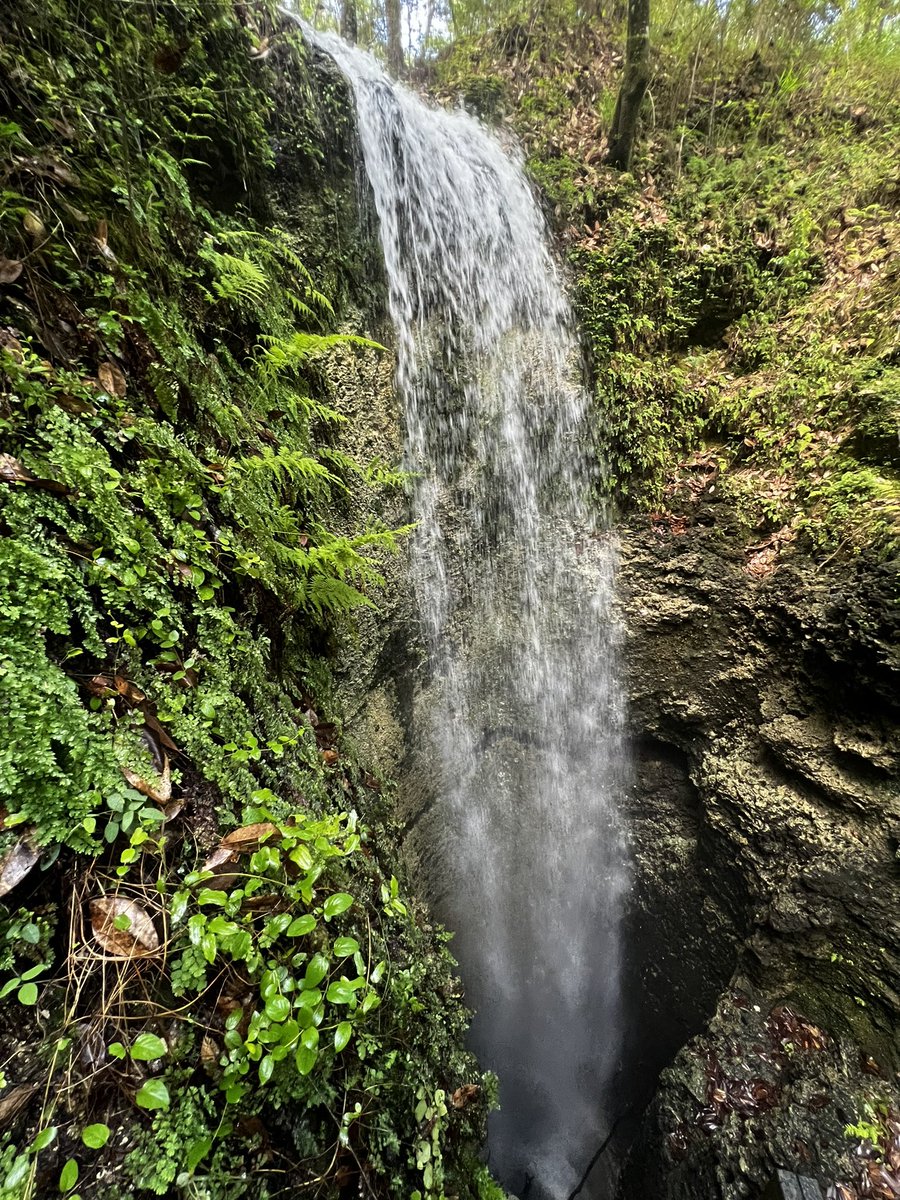 DonnaWells08's tweet photo. Falling Waters State Park #Chipley 5-26-2026 @spann @justinkieferwx @ChrisSmithPW @RyanMichaelsWX https://t.co/deA5h72w2L