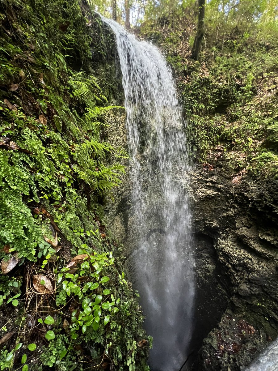 DonnaWells08's tweet photo. Falling Waters State Park #Chipley 5-26-2026 @spann @justinkieferwx @ChrisSmithPW @RyanMichaelsWX https://t.co/deA5h72w2L