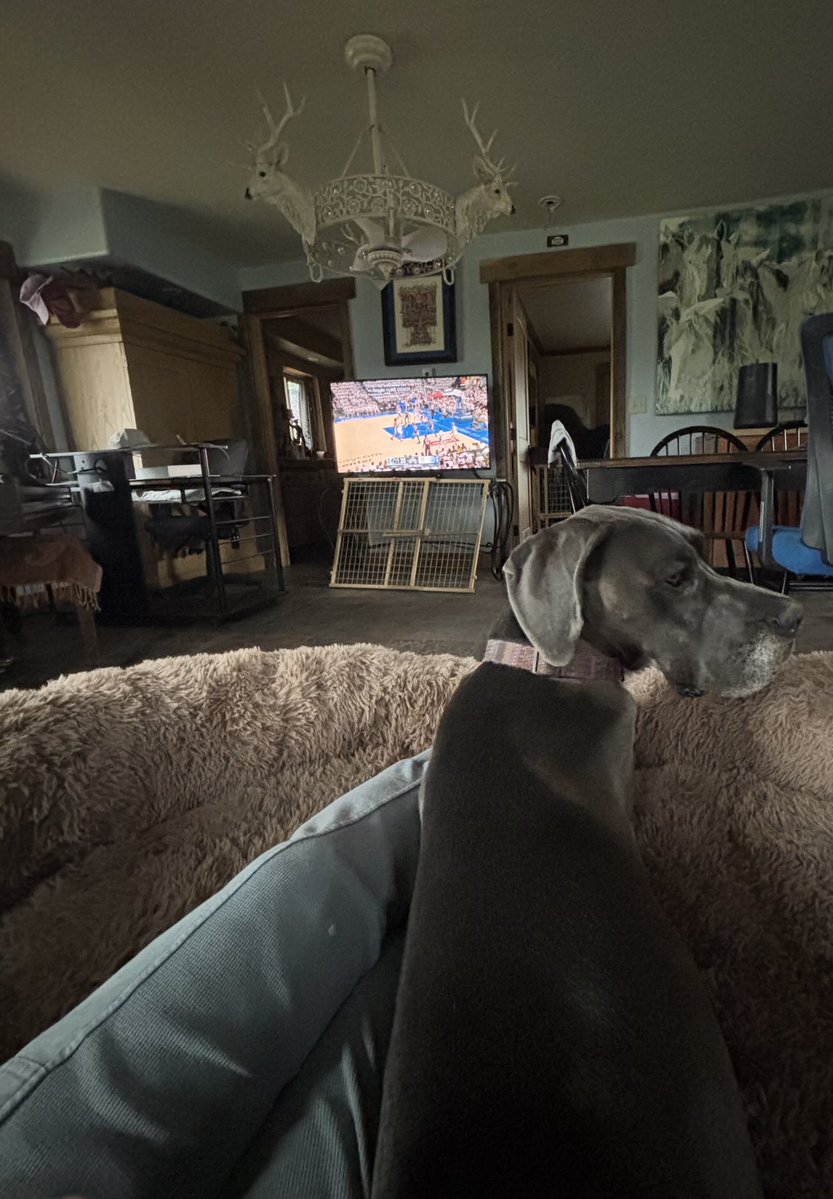 SallyVolgamore's tweet photo. Watching the game in Bluebell’s ginormous dog bed 😂 Go Spurs Go https://t.co/AwoCrsqkz8