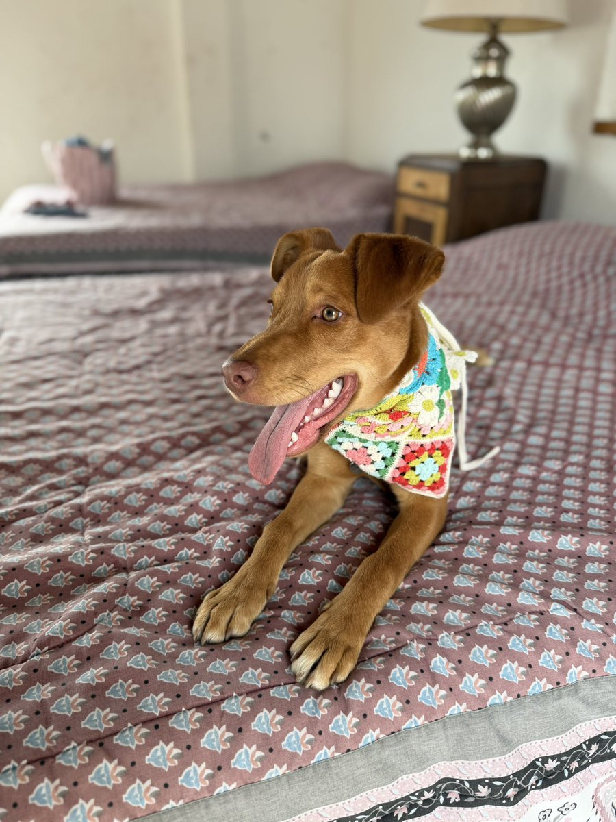 Alina_Gag's tweet photo. Me llamo Silvestre. La familia que me adopte va a ser muy feliz.

Tengo entre 6 y 7 meses. Voy a ser talla mediana pero creemos que no muy grande. Tengo patas medianitas. Soy muy divertido y encajo bien con otros perros. Soy sumiso. Me han enseñado a comportarme y a no pelear. https://t.co/VycVIwr5ol