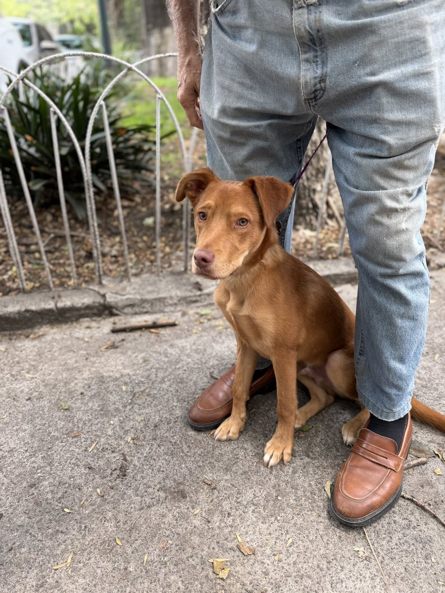 Alina_Gag's tweet photo. Me llamo Silvestre. La familia que me adopte va a ser muy feliz.

Tengo entre 6 y 7 meses. Voy a ser talla mediana pero creemos que no muy grande. Tengo patas medianitas. Soy muy divertido y encajo bien con otros perros. Soy sumiso. Me han enseñado a comportarme y a no pelear. https://t.co/VycVIwr5ol