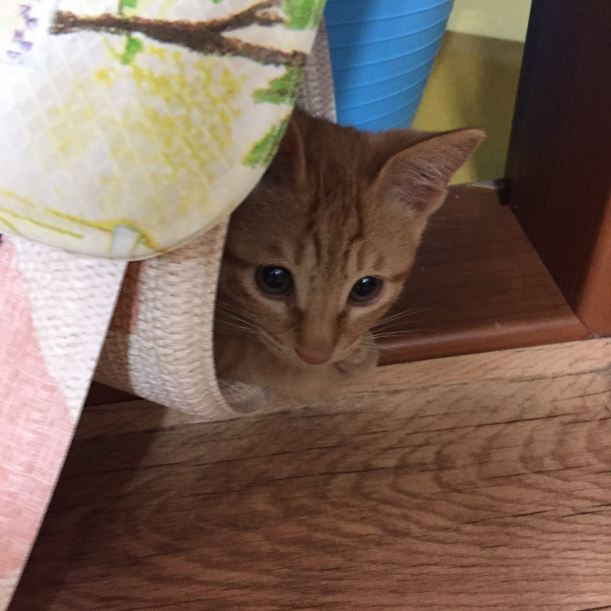 gossithecat's tweet photo. 오늘은 건수 입양 9주년!!! 🥳 앞으로도 지금만큼 건강허자!!! https://t.co/4ZJVgqv8Ie