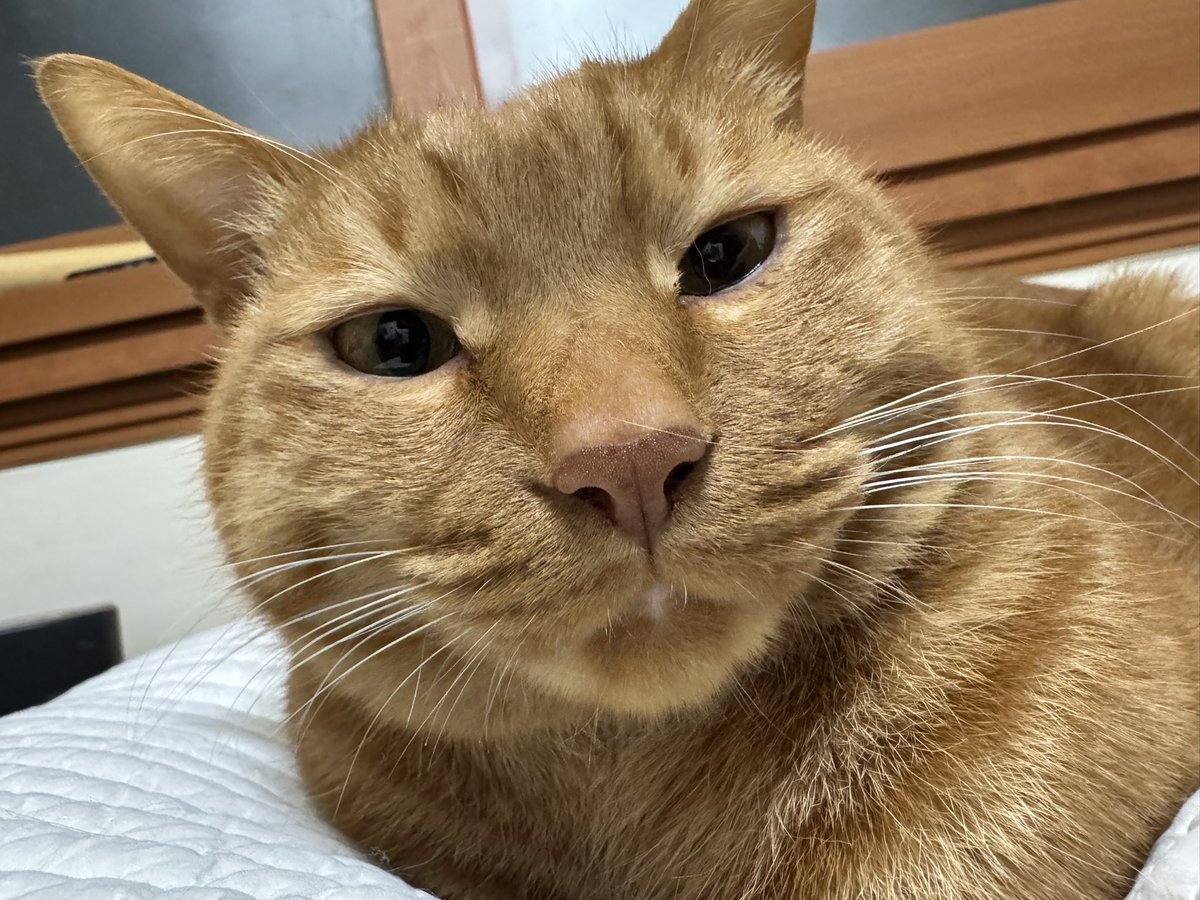 gossithecat's tweet photo. 오늘은 건수 입양 9주년!!! 🥳 앞으로도 지금만큼 건강허자!!! https://t.co/4ZJVgqv8Ie