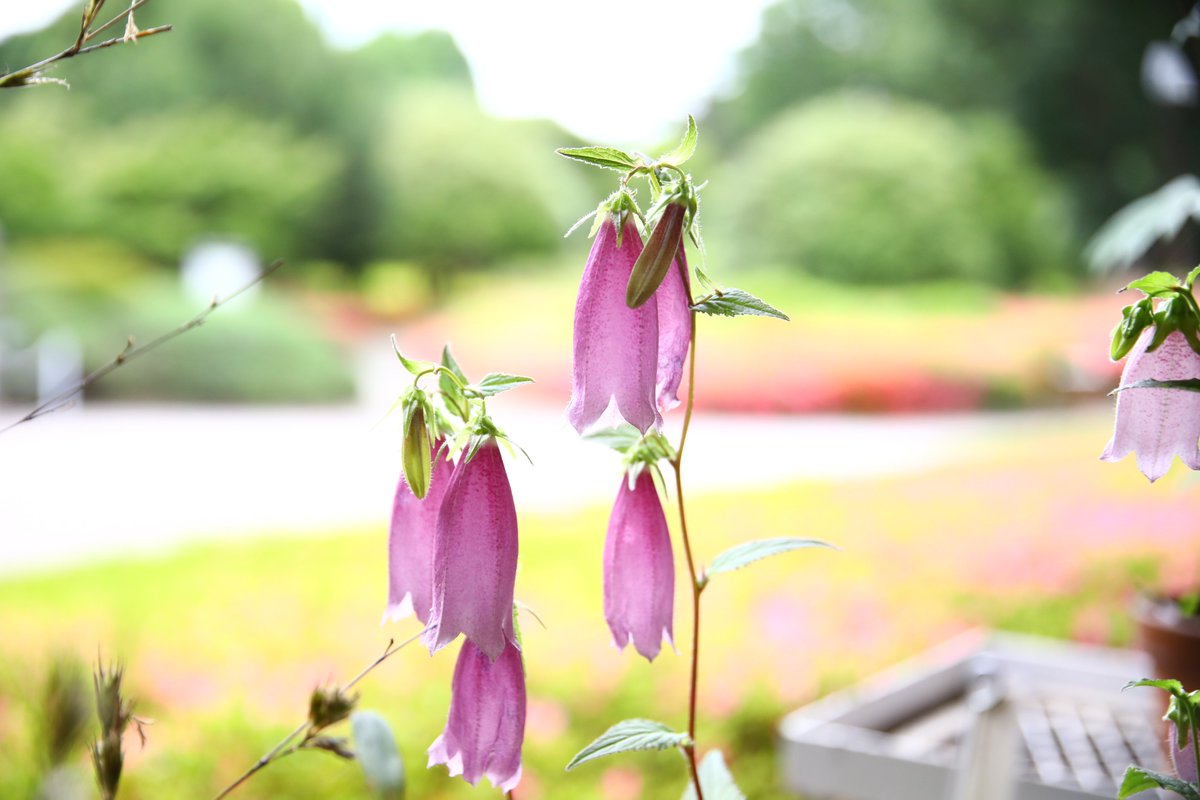 ParksJindai's tweet photo. 5/27 植物会館入口
#ホタルブクロ　を展示しています。#神代植物公園 広報 https://t.co/NTgCH8BRjk