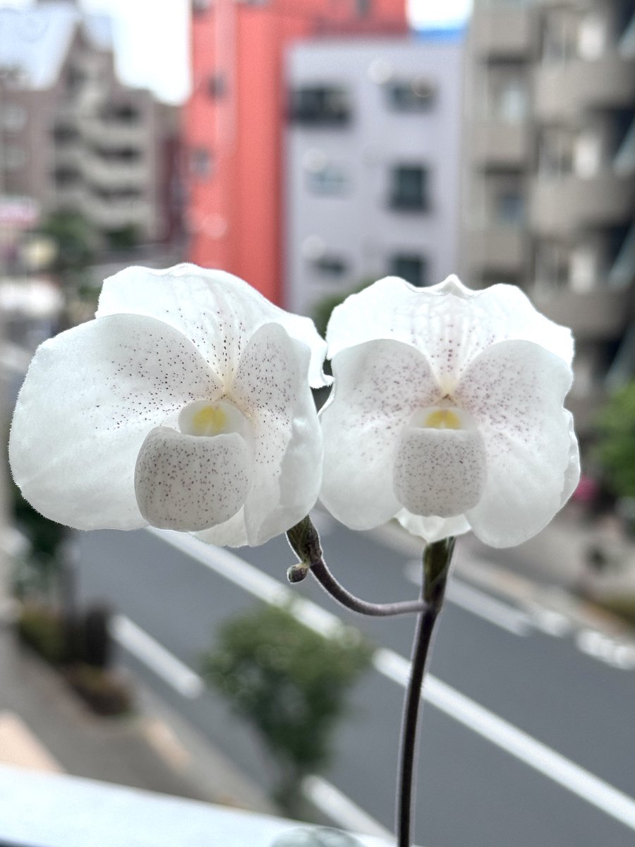 hirokovista's tweet photo. 今日は次男が二十歳になりました。生まれた時はこの日が成人と思ってたから私の中でそういうことです。夕飯はいないらしいけどね、まぁそれがまともかな。うちは飲めない家族だけど近いうちに子供達と飲みに行こうと思う。
おめでとう、わたし。
Paph.niveum https://t.co/ALVBQjFbn9