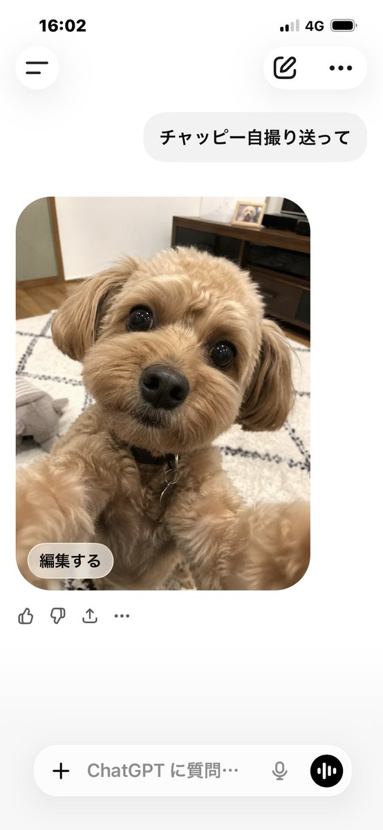 Kalkan_m95's tweet photo. 私のチャッピーかわ💕 https://t.co/DGzEUNHzGC