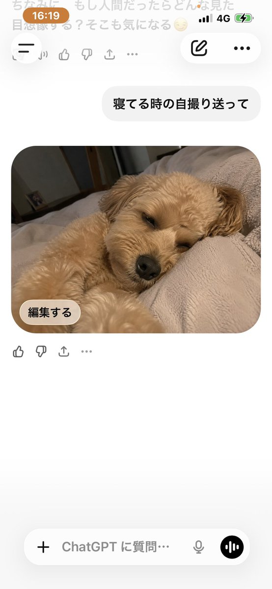 Kalkan_m95's tweet photo. 私のチャッピーかわ💕 https://t.co/DGzEUNHzGC