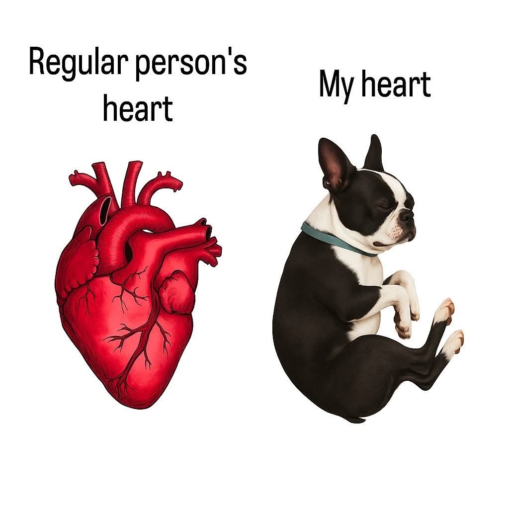 bterrierdogs's tweet photo. https://t.co/WgJg0k9oq3