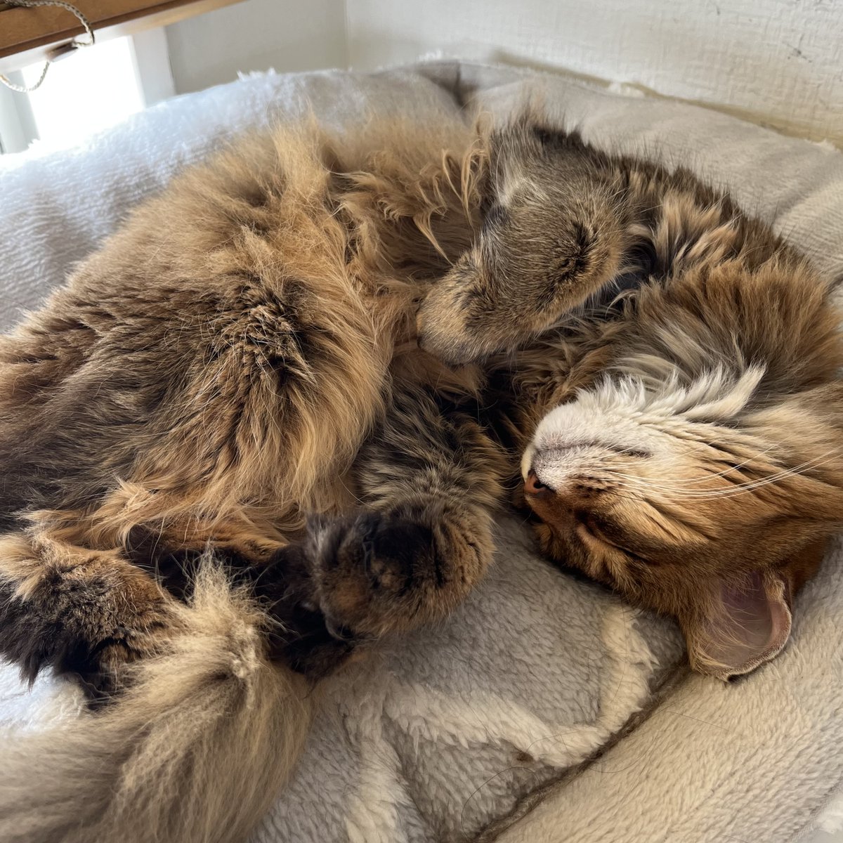 maru_44's tweet photo. 朝寝ズ。そういえば、17歳の犬はすでにシニアの低リン食なんだけど、9歳の猫はまだ普通にワイルドレシピのアダルト。そろそろシニアに変えた方がいいのかなあー。皆さんどうされてます？

#ソマリ
#ミニチュアダックス
#犬と猫のいる生活 https://t.co/TN927vAAiR