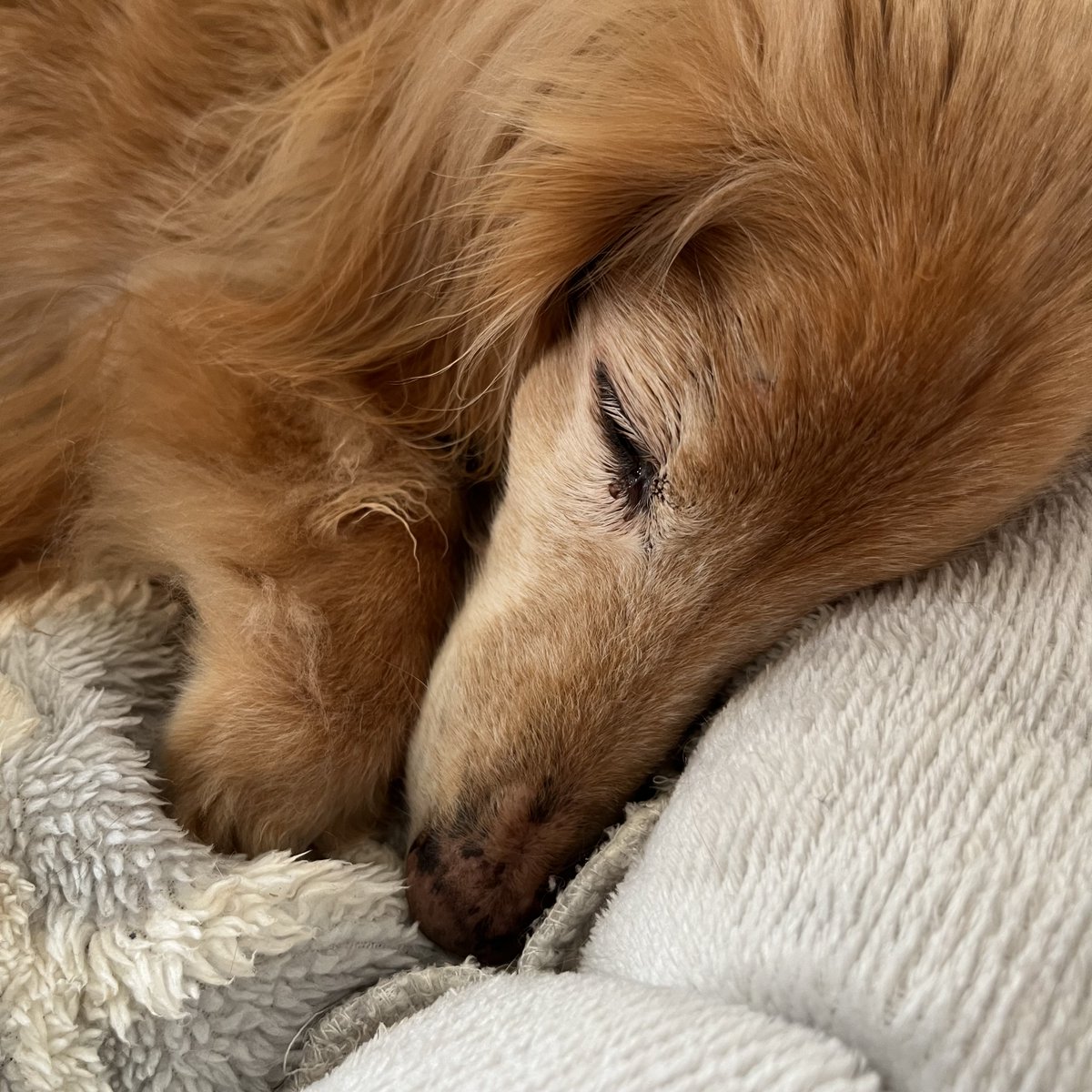 maru_44's tweet photo. 朝寝ズ。そういえば、17歳の犬はすでにシニアの低リン食なんだけど、9歳の猫はまだ普通にワイルドレシピのアダルト。そろそろシニアに変えた方がいいのかなあー。皆さんどうされてます？

#ソマリ
#ミニチュアダックス
#犬と猫のいる生活 https://t.co/TN927vAAiR