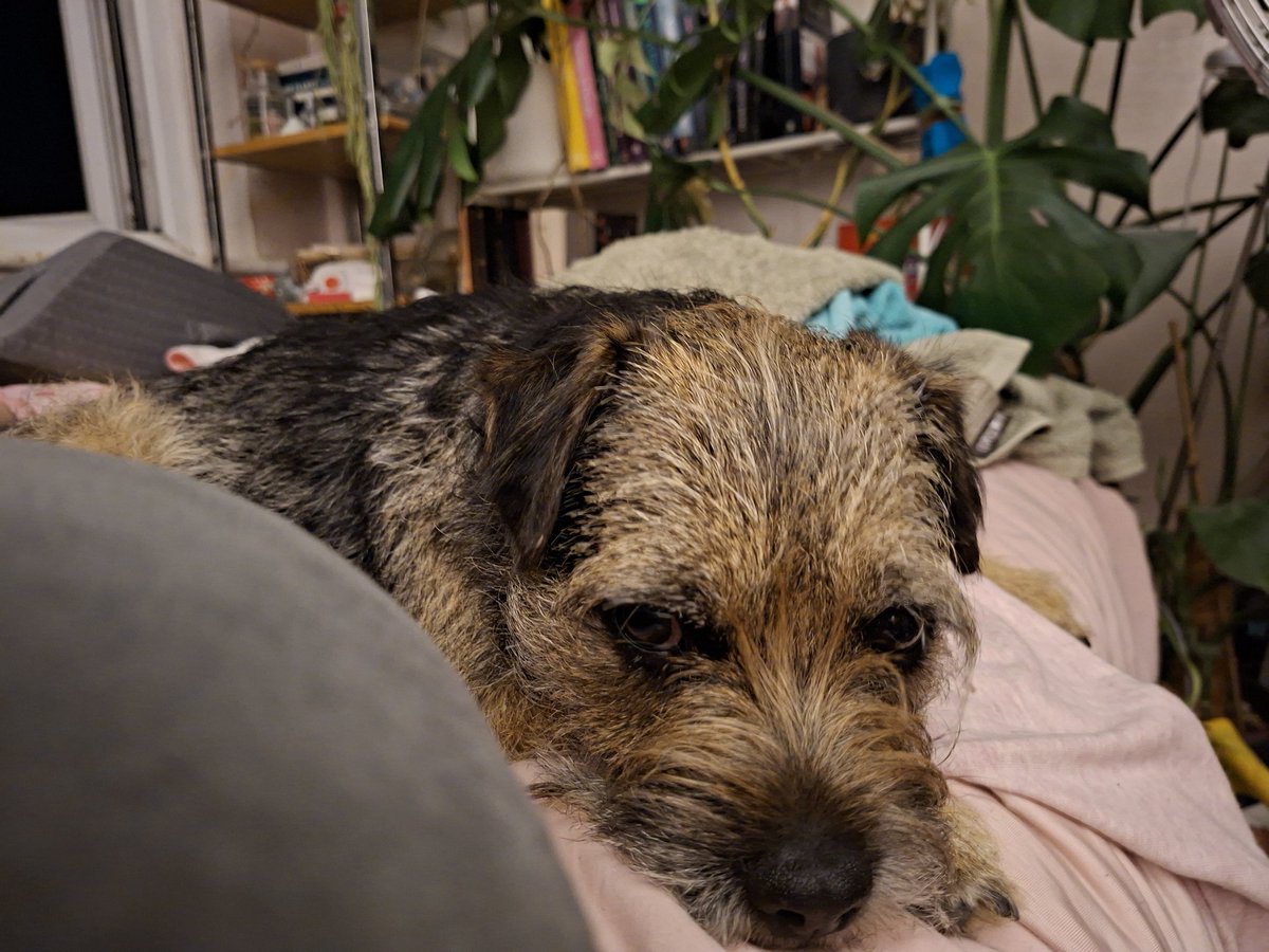 grumpyteen2's tweet photo. Hey uh @Nipper_BT and @GrumpygrumpsT you guys were only meant to go have a wee and cool down, how did it turn into time on the big bed??? https://t.co/Ab5pqGZ7z6