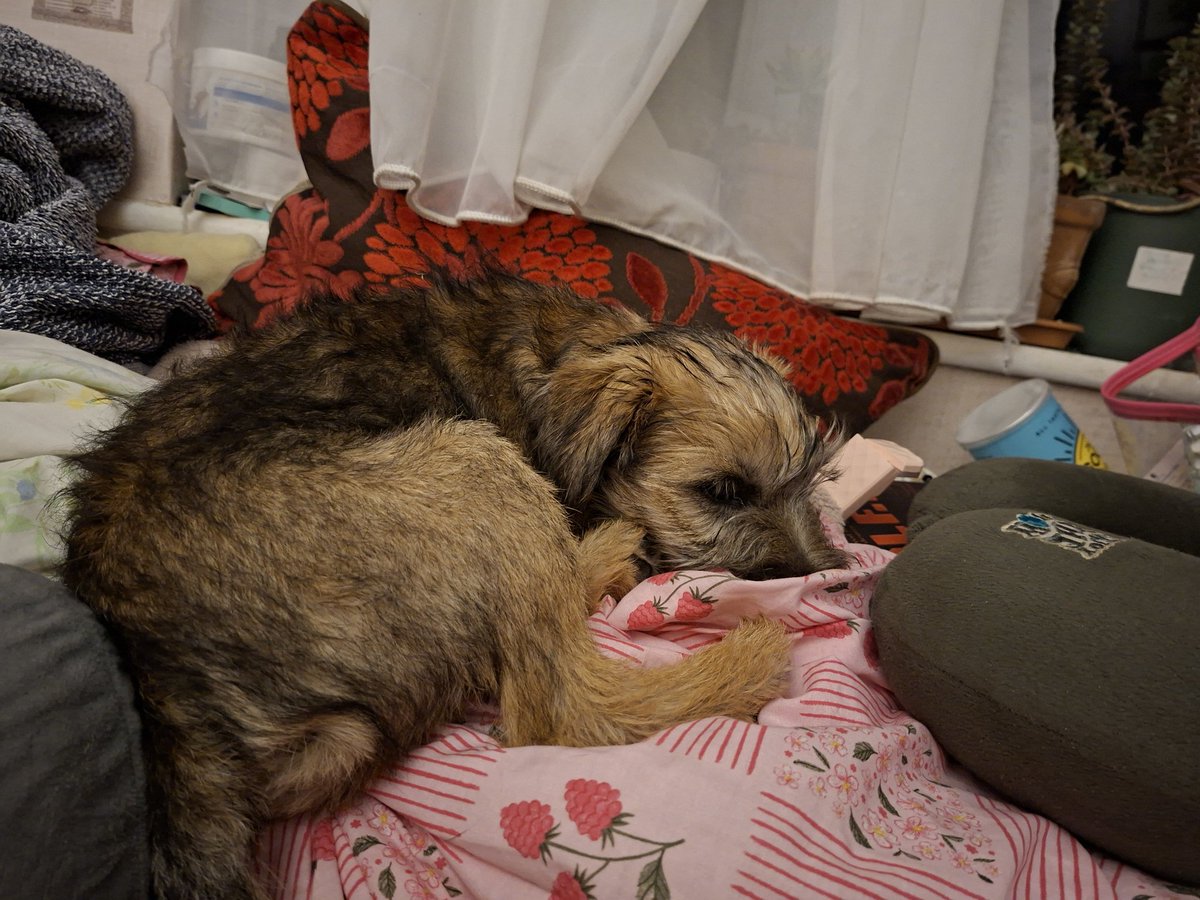 grumpyteen2's tweet photo. Hey uh @Nipper_BT and @GrumpygrumpsT you guys were only meant to go have a wee and cool down, how did it turn into time on the big bed??? https://t.co/Ab5pqGZ7z6