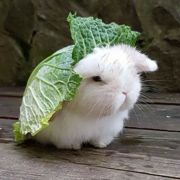 AgathaChocolats's tweet photo. In six words or fewer, write a story about this photo.
#sixwordstory #WritingCommmunity https://t.co/y0F8LPeRPY