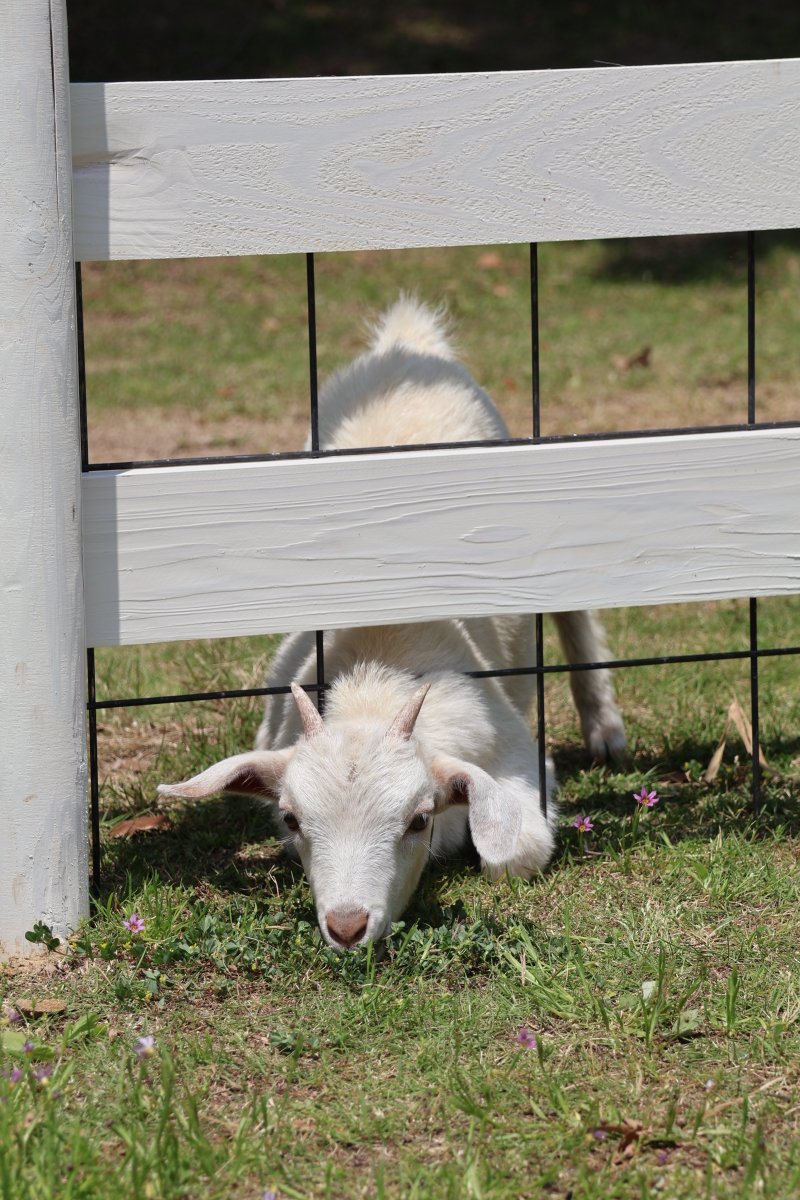 gfc_osaka's tweet photo. 育ち盛りの仔ヤギ🐐🌱食欲旺盛です！
柵外の芝生を食べようと、頭を出していることも…

かわいい仔ヤギのお名前募集がまもなく始まります！⏱
お名前募集の詳細は、本日13:00の投稿をお待ちください
♪

#大阪府 #河内長野市 #植物園 #花の文化園 #動物 #ヤギ
#GOAT #goatbaby #動物の赤ちゃん https://t.co/UZwmHPxFKI