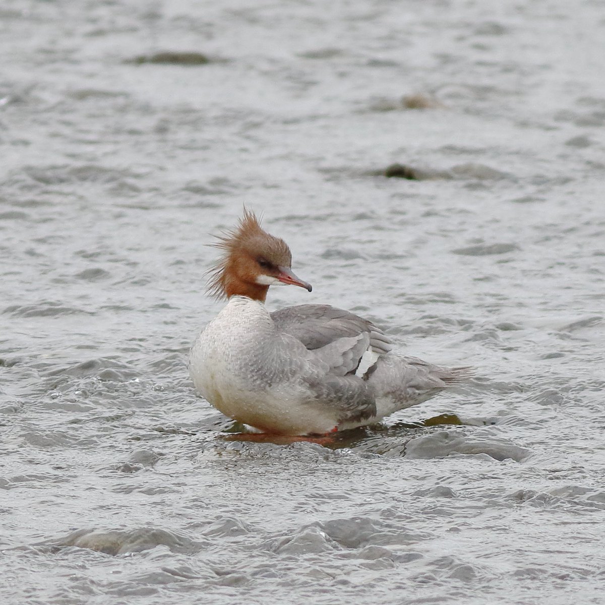 kmzwBird's tweet photo. γγγγζ°΄ζζ₯
#γ«γ―γ’γ€γ΅
#Goosander https://t.co/O68r37XSnD