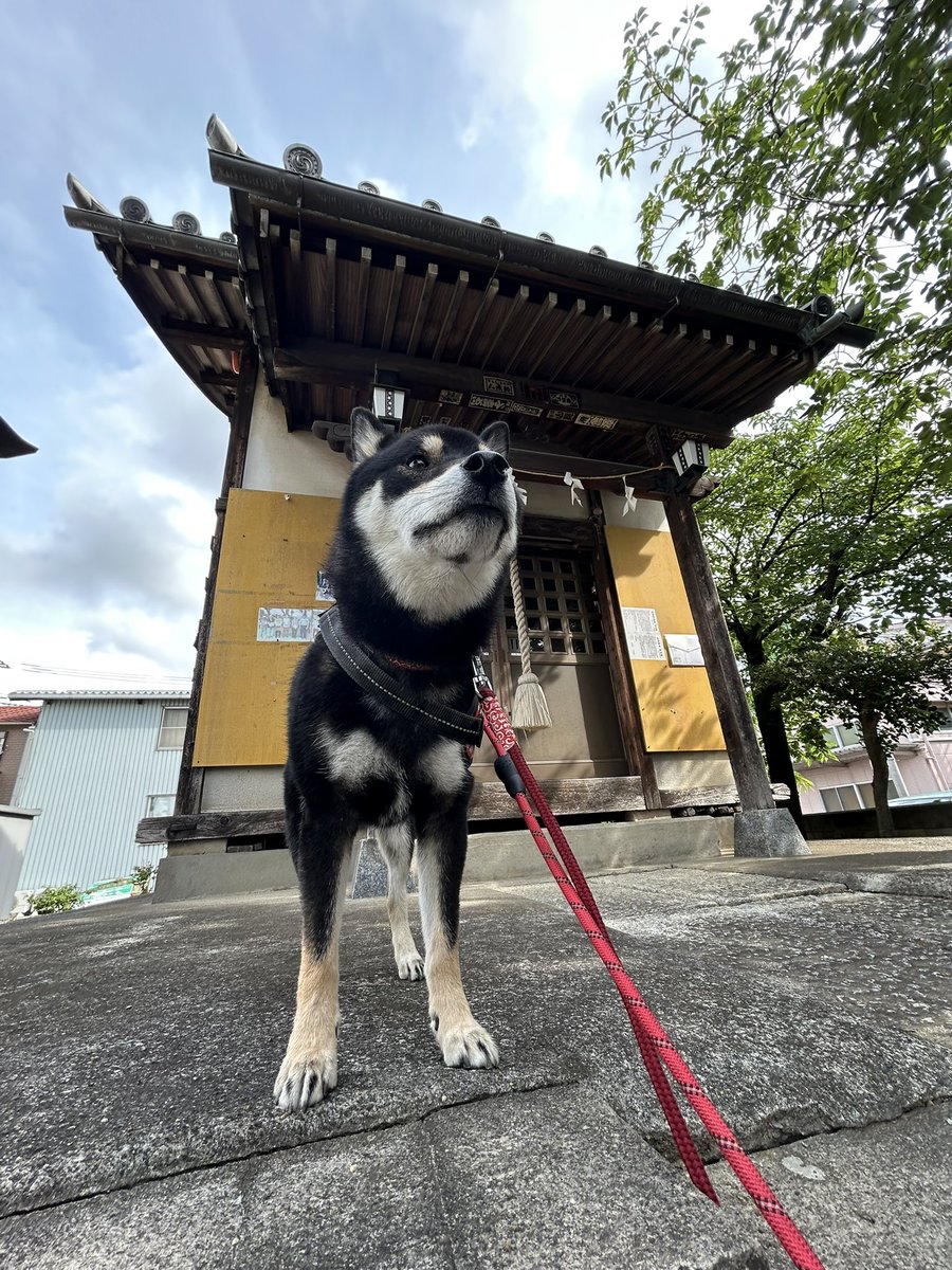 犬好き al (@kotanuki1210) / Posts / X