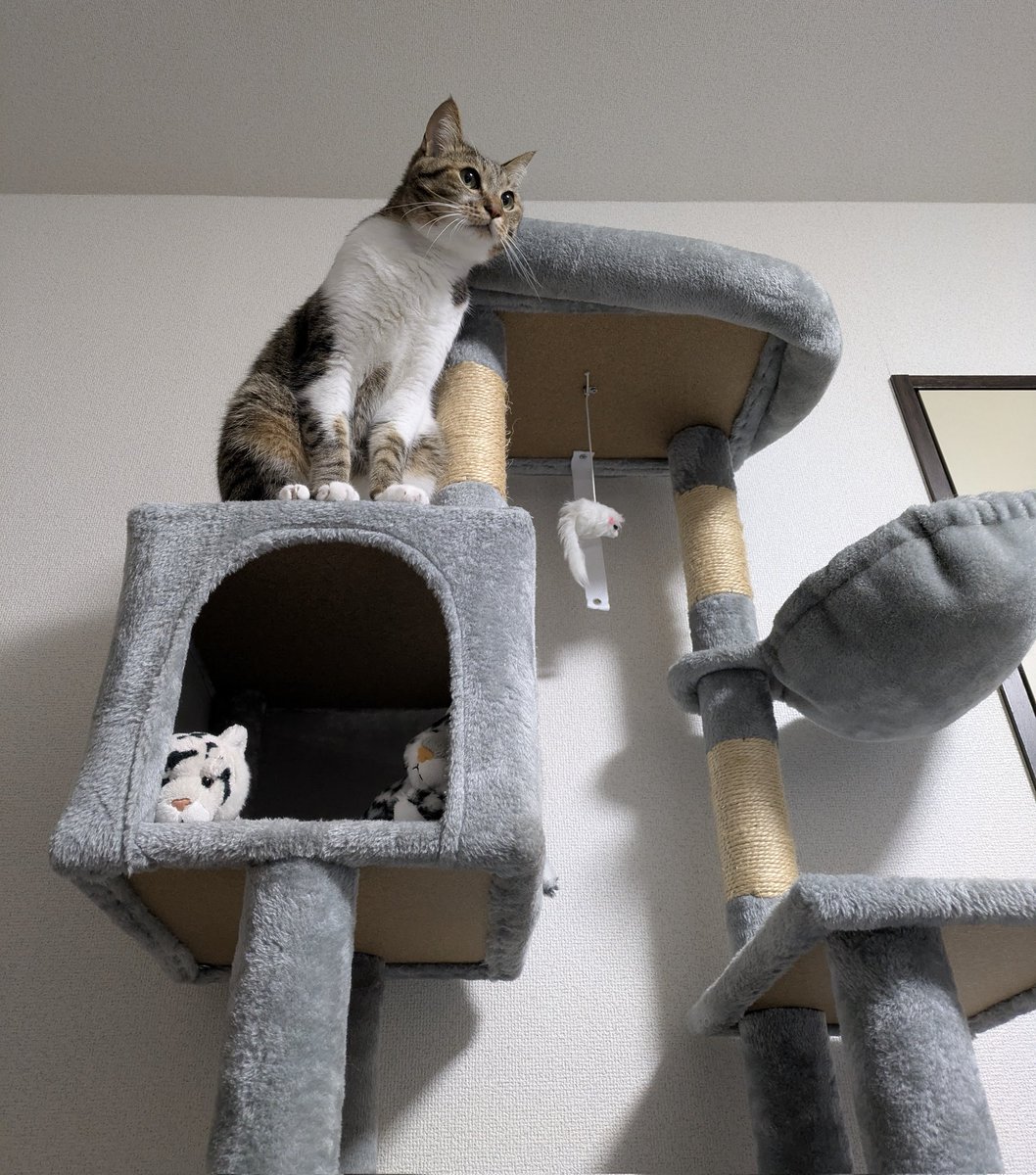 テト猫ページ 猫のテト (@cat_tetoteto) / Posts / X
