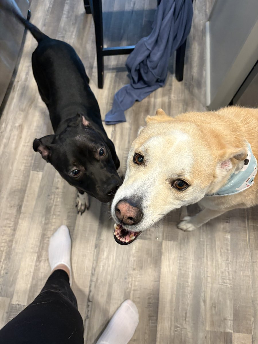 Ziggles_94's tweet photo. Did the Lords work and saved a dog from the streets + my dude has a girlfriend now. W’s 🙌

#Rumi 
#Notmyfeet https://t.co/qxzlKnreyW