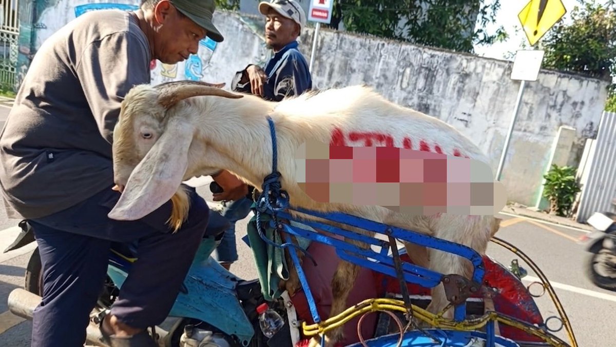 devonism1111's tweet photo. kambing reoggg sama kayak yang punya 😭

semangat bapak becak, tadi saya mau bawa dimasukin ke bagasi mobil tapi mbe satu ini reognya khan maeenn 😭😭😭🙏 https://t.co/pVXO8RgE4P
