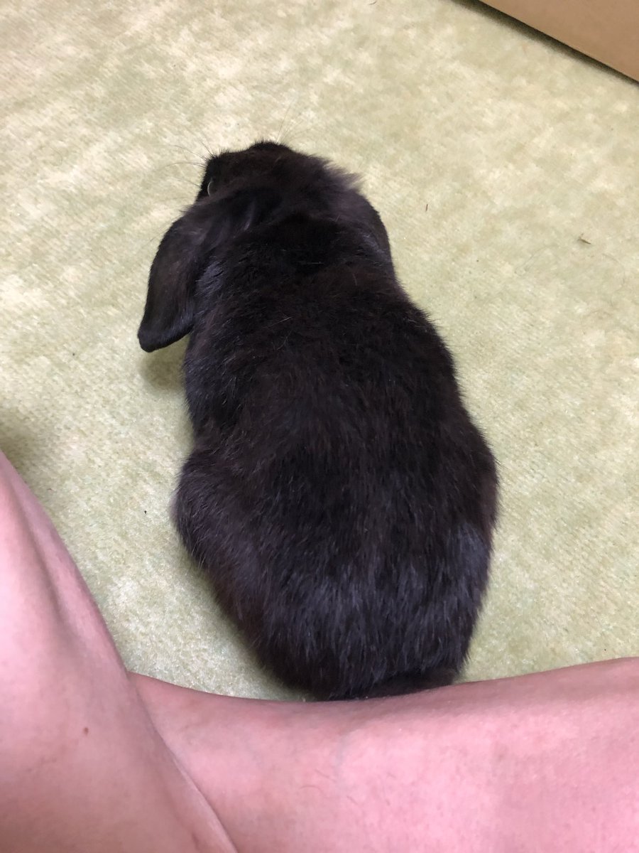たまらん太郎 tweet media