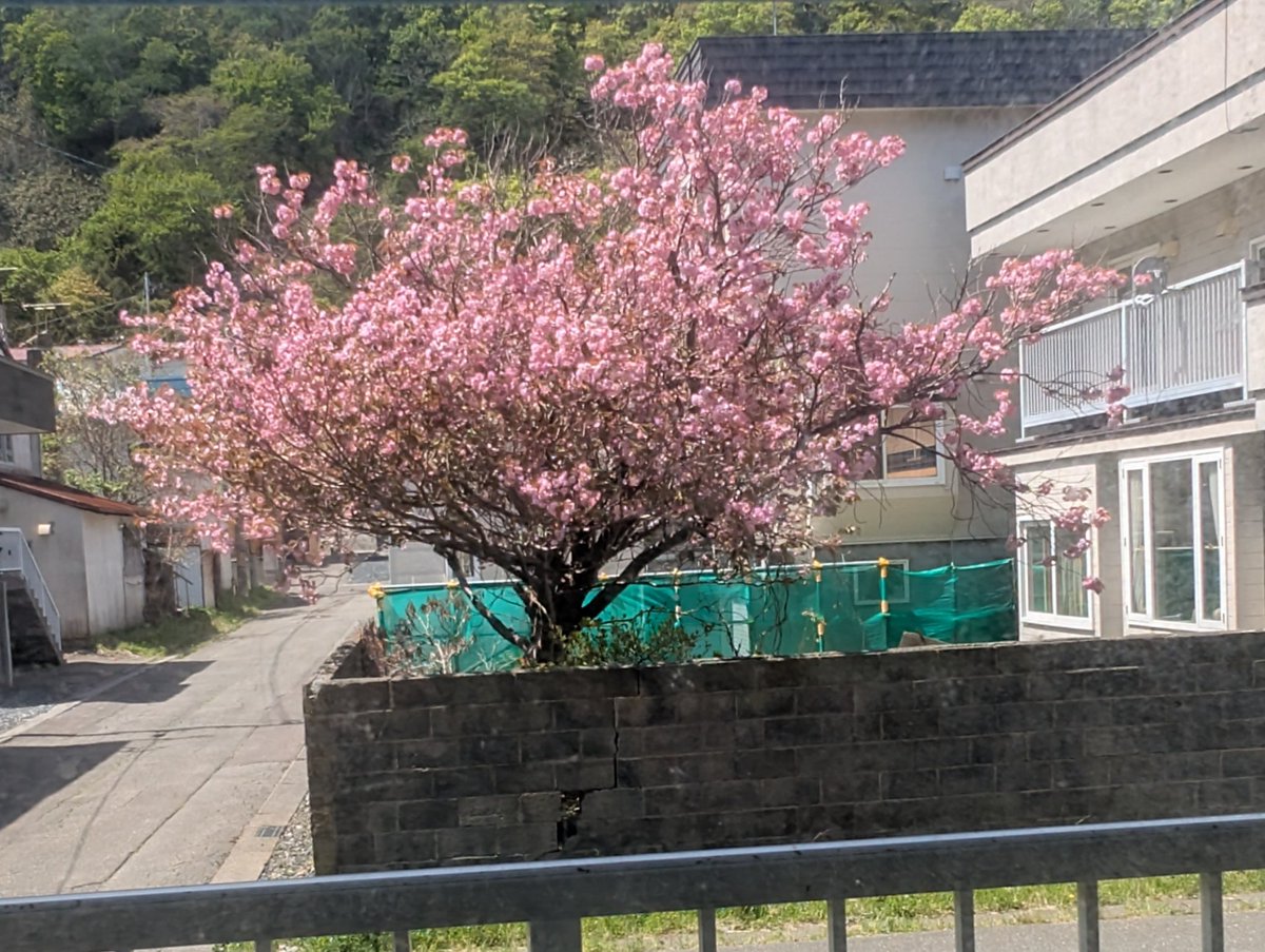 ixtupati's tweet photo. 裏の八重桜 https://t.co/LtBGA64Ubt