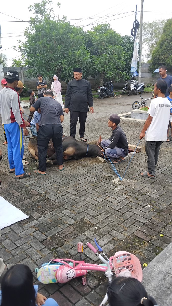 sandiismawan_'s tweet photo. @YURINO_1120 there are cow too https://t.co/C9vIYk7Srr