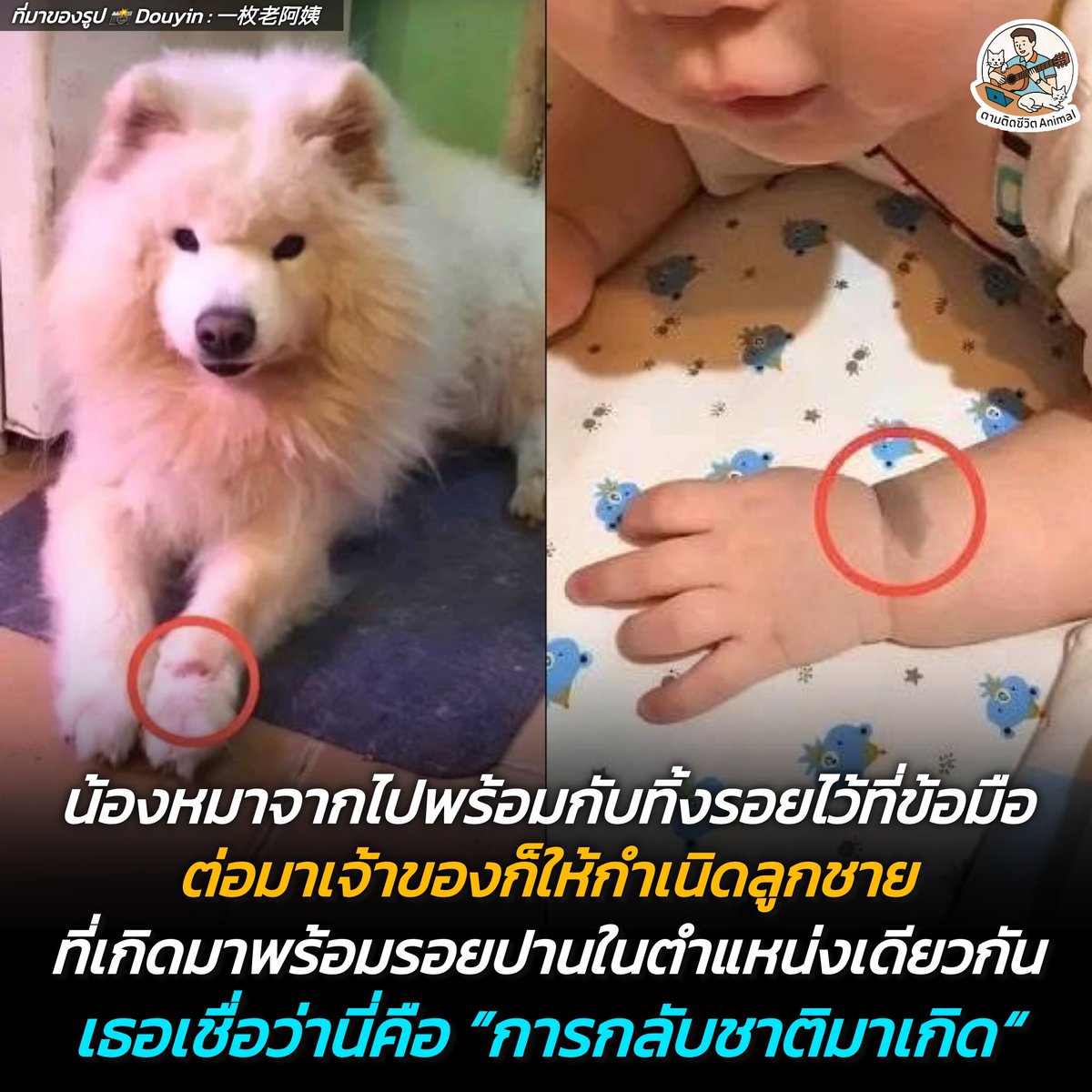 AnimalFW_TH's tweet photo. น้องหมาสุดที่รักจากไป พร้อมทิ้งรอยแผลไว้ที่ข้อมือซ้าย ต่อมาเจ้าของคลอดลูกชาย ที่มีปานในตำแหน่งเดียวกัน ความบังเอิญที่แสนอบอุ่นหัวใจนี้...หรือว่าน้องจะกลับชาติมาเกิดเพื่ออยู่ด้วยกันอีกครั้งกันนะ 🐶👶🥹

ย้อนกลับไปในปี 2018 เรื่องราวสุดซึ้งนี้กลายเป็นไวรัลที่ทำให้หลายคนน้ำตาซึมฮะ เมื่อคุณแม่ชาวจีนท่านหนึ่ง ได้นำเรื่องราวความผูกพันของเธอกับน้องหมาพันธุ์ซามอยด์แสนน่ารักที่ชื่อว่า "ต้วนต้วน" ออกมาเล่าให้ชาวเน็ตฟัง 😳

ช่วงก่อนที่ต้วนต้วน น้องหมาซามอยด์วัย 11 ขวบ จะกลับดาวหมา น้องมีพฤติกรรมชอบเลียและกัดที่ข้อมือซ้ายของตัวเองอย่างหนักจนทิ้งรอยแผลเป็นเอาไว้ หลังจากที่น้องจากไปได้ไม่นาน เจ้าของก็รู้ตัวตั้งครรภ์และให้กำเนิดลูกชาย แต่สิ่งที่ทำให้เธอต้องตกตะลึงและตื้นตันใจสุดๆ เมื่อสังเกตเห็นว่า บริเวณข้อมือซ้ายของเด็กน้อย มี "รอยปาน" ซึ่งมีขนาดและตำแหน่งตรงกับรอยแผลของน้องหมาที่จากไป 🥺

คุณแม่เชื่อหมดหัวใจเลยว่า นี่คือต้วนต้วนที่กลับชาติมาเกิดเป็นลูกชายของเธอ เพื่อที่จะได้กลับมาใช้ชีวิตและเติบโตไปด้วยกันอีกครั้งในครอบครัวเดิมที่แสนอบอุ่น 🥹

เรื่องแบบนี้บางคนอาจจะมองว่าเป็นแค่ความบังเอิญ แต่สำหรับคนรักสัตว์แล้ว มันอาจจะคือปาฏิหาริย์แห่งความรักที่เยียวยาหัวใจได้ดีที่สุดเลยฮะ เคยมีประสบการณ์แปลกๆ หรือความเชื่อเรื่องสัตว์เลี้ยงแสนรักกลับชาติมาเกิดบ้างไหมฮะ ลองคอมเมนต์เล่าเรื่องราว หรือเอารูปมาแชร์ให้แอดเพาและเพื่อนๆ ดูหน่อยน๊าา 😍

เรียบเรียง 🖋️ แอดเพา
ที่มาของรูป 📸 Douyin : 一枚老阿姨
#แมว #หมา #ทาสแมว #อาณาจักรสัตว์โลก #ตามติดชีวิตAnimal