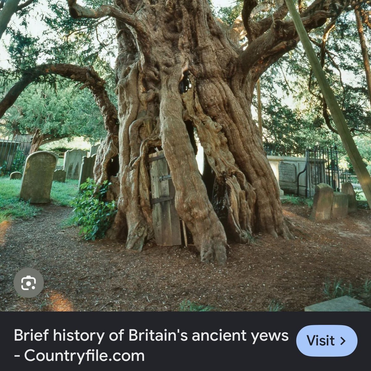 113official's tweet photo. ✡️🍀 The Irish Origins of Judaism 🍀✡️

Mainstream history teaches that Judaism emerged in the ancient Near East and that Christianity developed from it.

Yet alternative scholars, including Conor MacDari in “The Bible: An Irish Book,” argue that the true roots lie much farther west…in the sacred groves and Druidic colleges of ancient Ireland.

Far from a Middle Eastern invention, key elements of what we call “Judaism” seem to have been borrowed, adapted, and rebranded from much earlier Irish Celtic wisdom traditions.

Central to this theory is the etymology of the word “Jew.” It is presented not as a tribal label but as a corruption of “Yew”…the evergreen tree revered above all others in Druidism.

In ancient Irish Ogham script, the final letter “I” (or “Idho”) represented the yew. Y and J were once interchangeable (as in Jesus/Yeshua), so “Yew” easily became “Jew.”

The yew was the Druidic Tree of Life, sacred to the Tuatha Dé Danann and the goddess Banbha, after whom Ireland was originally named.

County Mayo literally means “plain of the yew forest.”

Botanists note that nearly all yew trees worldwide trace their lineage back to a handful of ancient Irish specimens.

These same Irish yews were deliberately planted in Egypt’s holiest temple groves and mystery schools, where they served as the original “Tree of Life.”

The priestly class known as the Levites offers another direct link.

Their name derives from the third letter of the Ogham alphabet…“L” (Luis or Lewi)…which symbolised the rowan tree, whose berries each contain a tiny pentagram.

In Druidic Ireland the rowan was the most sacred tree; its keepers were called the “Lewi,” the teachers and guardians of hidden knowledge.

Biblical Levites were not an ordinary tribe: they held no land, served as judges and instructors, and alone received the secret oral tradition alongside the written Law given to Moses.

Sigmund Freud himself described the Levites’ origins as “the greatest riddle” of Jewish prehistory, noting they formed a distinct caste rather than a territorial tribe.

Tree symbolism saturates the Hebrew scriptures precisely because the editors knew its power: Moses encounters God at a “burning bush” (a yew), Eden centres on the Tree of Knowledge, and sacred oaks mark burial sites of the gods.

The pre-dynastic Egyptian temple-builders called the Shemsu Hor…“Followers of Horus”…were Druids operating in an Egyptian context: astronomers, pyramid architects, and wisdom keepers who migrated eastward during famines when Egypt became the breadbasket of the Near East.

In short, a people of Aramaic stock, later called “Jews” (Setian-Atonists) adopted and exported Druidic titles, symbols, and rites…repackaging Ireland’s tree-based, initiatory religion as the foundation of Judaism and, ultimately, Judeo-Christian tradition.

The yew trees still standing in British churchyards, older than the cathedrals beside them…

…remain silent witnesses to this west-to-east transmission of sacred knowledge.