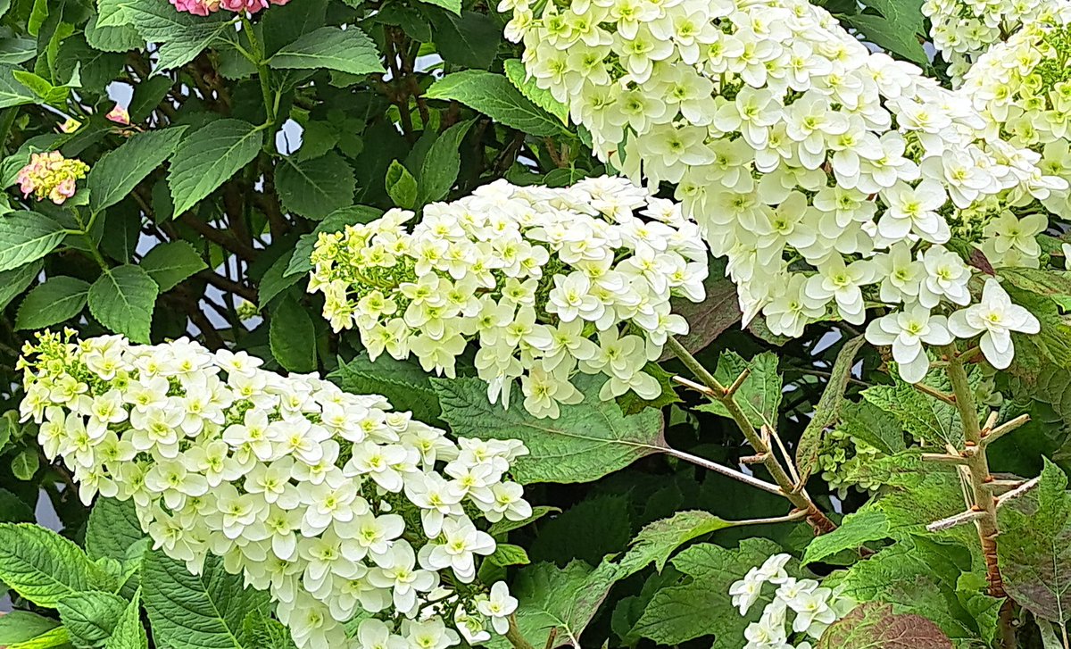 紫陽花の形が独特すぎて… 去年もこんなだったかな…