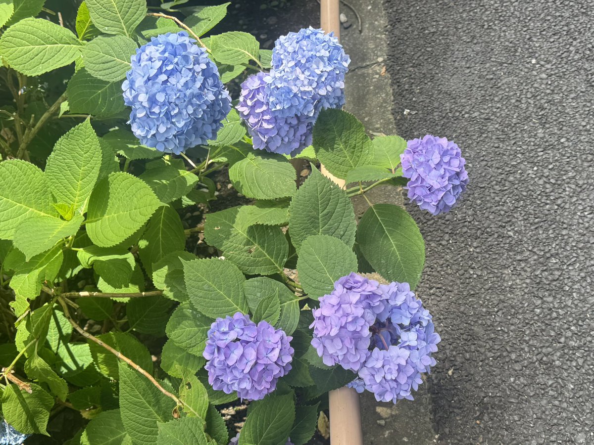 fujii_yui_777's tweet photo. モーサテおわり
日差しはしっかりあるのに梅雨の気配も🐌

思わずシェアしたくなっちゃった https://t.co/UVpGALUOxb