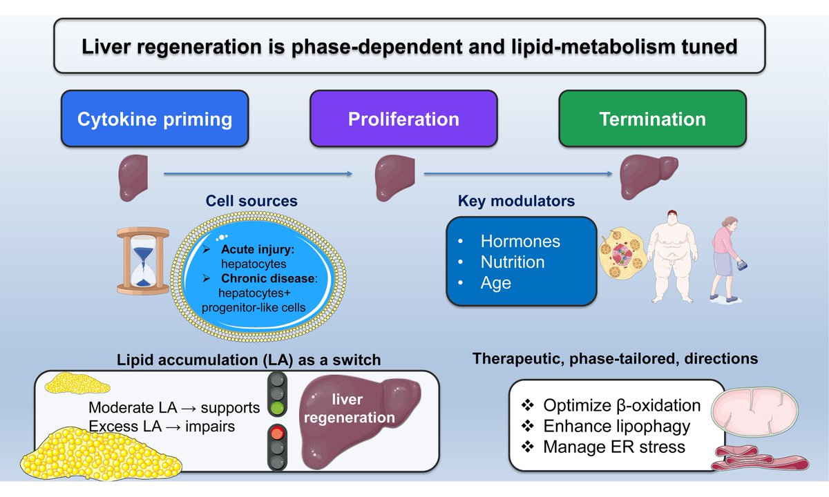 MetabolismAnd's tweet photo. Lipids do more than store energy—they drive liver repair.

This review highlights how lipid droplets, lipophagy, and β-oxidation orchestrate liver regeneration, revealing new therapeutic opportunities.

👉 https://t.co/eeWwS4KBzp

#LiverRegeneration #LipidMetabolism https://t.co/j0xwqWsK5w
