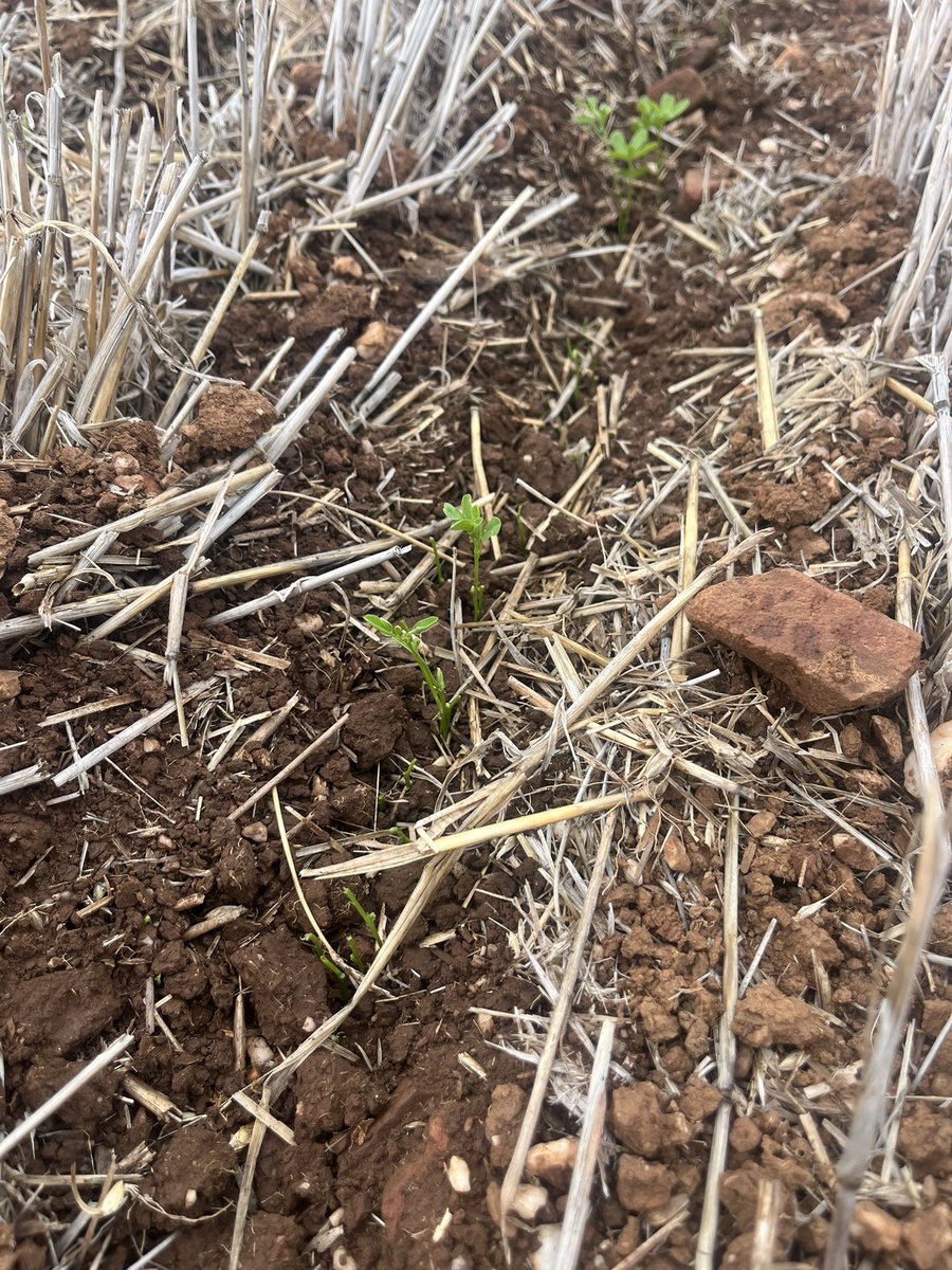 ConnorFuss's tweet photo. Welcoming slugs to the 2026 party, a nice indication of the presence of decent moisture. Having a fair crack in lentils. Paddock was smashed in 2023 after a wet 2022 across non traditional areas. Damage isolated to more traditional areas at this stage. @PestFactsSARDI https://t.co/Hi3iIseLP0