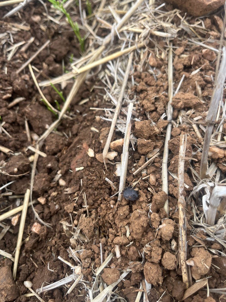 ConnorFuss's tweet photo. Welcoming slugs to the 2026 party, a nice indication of the presence of decent moisture. Having a fair crack in lentils. Paddock was smashed in 2023 after a wet 2022 across non traditional areas. Damage isolated to more traditional areas at this stage. @PestFactsSARDI https://t.co/Hi3iIseLP0