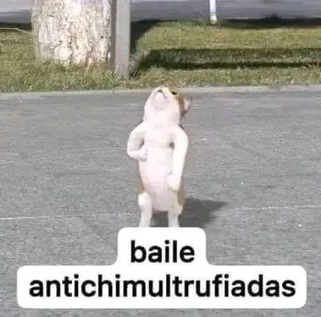 XTrius tweet media