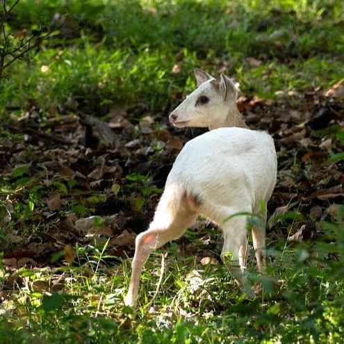 CosmicXpert's tweet photo. I just found out some deer are born completely white because of a rare genetic glitch, it looks absolutely magical https://t.co/7Zhvplv5jX