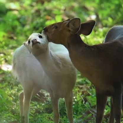 CosmicXpert's tweet photo. I just found out some deer are born completely white because of a rare genetic glitch, it looks absolutely magical https://t.co/7Zhvplv5jX