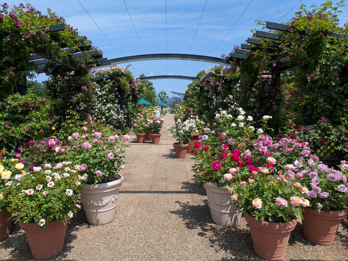 174lion's tweet photo. 長岡市の越後丘陵公園の薔薇が見頃です、すごく綺麗です
暑いですが人がいっぱい来てます https://t.co/8EqPj9UILm
