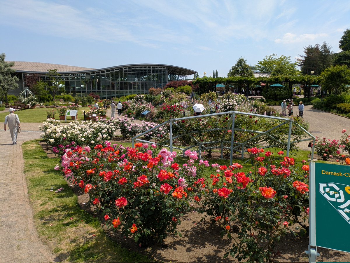 174lion's tweet photo. 長岡市の越後丘陵公園の薔薇が見頃です、すごく綺麗です
暑いですが人がいっぱい来てます https://t.co/8EqPj9UILm