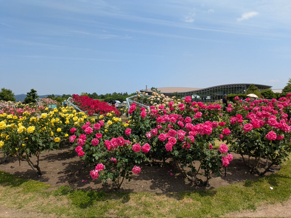174lion's tweet photo. 長岡市の越後丘陵公園の薔薇が見頃です、すごく綺麗です
暑いですが人がいっぱい来てます https://t.co/8EqPj9UILm