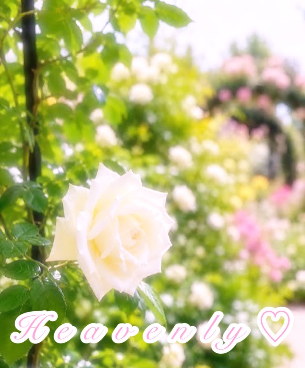 Happy_life2024's tweet photo. 🎄🔆Happy New Time🎉🩷💛
Merry White Christmas🐋❄️🌙🐩🥂🎂✨

「天から届いています」「境界がしっかりと」「あなたがローズ💐」「祝福」の意味⛪️ ꕤ*.ﾟ✨

今日もお祝いしましょう🎊🎄🍾🥂🎂🐣🐰🕊️🕯️💐✨

#RoyalProject🇬🇧 
#TLを花でいっぱいにしよう 
#SnowFreak
#相互フォロー
#ほぼフォロバ https://t.co/P292VxidBZ