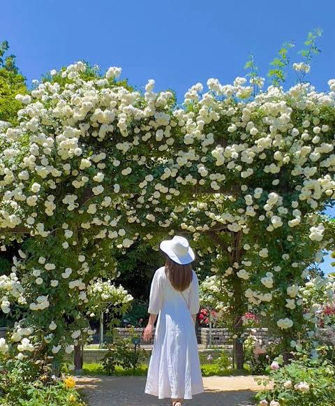 Happy_life2024's tweet photo. 🎄🔆Happy New Time🎉🩷💛
Merry White Christmas🐋❄️🌙🐩🥂🎂✨

「天から届いています」「境界がしっかりと」「あなたがローズ💐」「祝福」の意味⛪️ ꕤ*.ﾟ✨

今日もお祝いしましょう🎊🎄🍾🥂🎂🐣🐰🕊️🕯️💐✨

#RoyalProject🇬🇧 
#TLを花でいっぱいにしよう 
#SnowFreak
#相互フォロー
#ほぼフォロバ https://t.co/P292VxidBZ