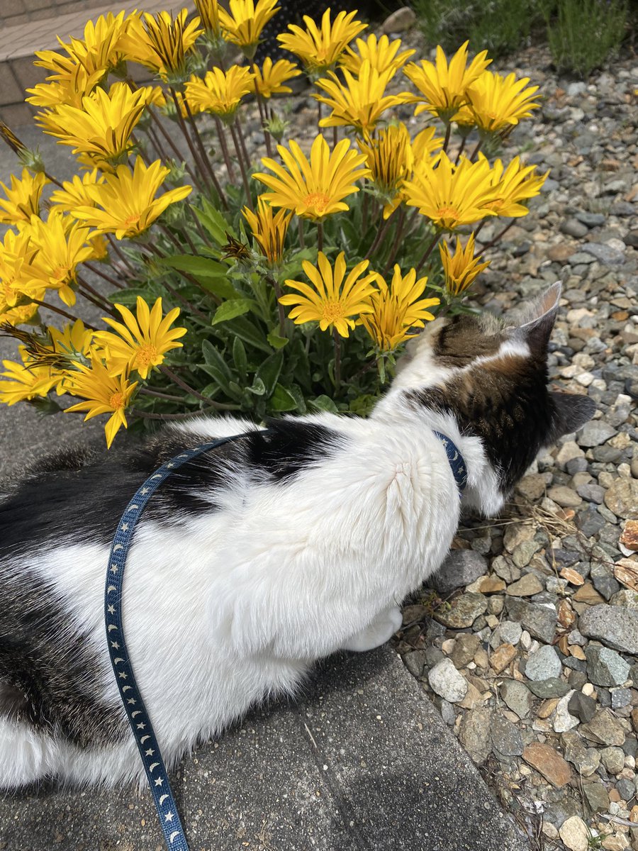 RIKA53247404's tweet photo. こんにちは。

根元に顔をグイグイ突っ込んでいくはくにゃん🐱いったい何をしたかったのか！？にゃん歩🐾満足すれば一気にお休みモード。

チョコ美味しいよ🍦

#猫のいる暮らし　#散歩猫　#保護猫

#アイアイ平田　#チョコソフト https://t.co/Ty4w72KmH9