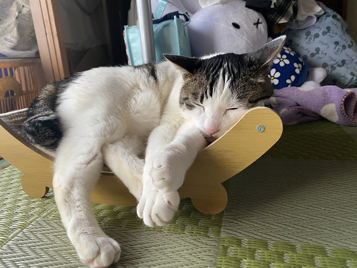 RIKA53247404's tweet photo. こんにちは。

根元に顔をグイグイ突っ込んでいくはくにゃん🐱いったい何をしたかったのか！？にゃん歩🐾満足すれば一気にお休みモード。

チョコ美味しいよ🍦

#猫のいる暮らし　#散歩猫　#保護猫

#アイアイ平田　#チョコソフト https://t.co/Ty4w72KmH9
