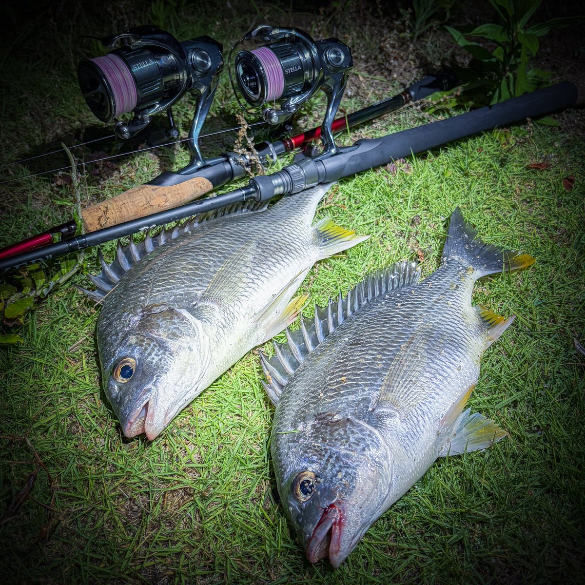KabinchanHSSP's tweet photo. つよお師匠様とダブルキャッチ😤 https://t.co/Nchl2IXEui